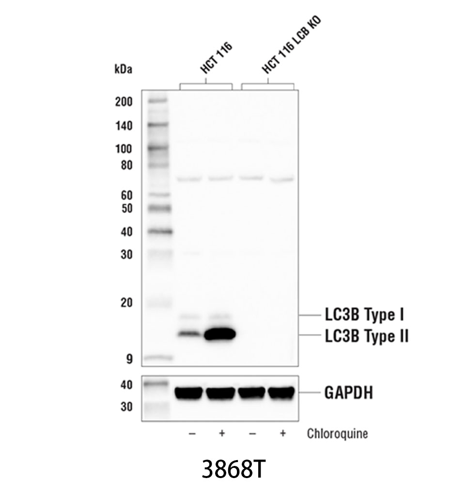 LC3B (D11) XP Rabbit mAb