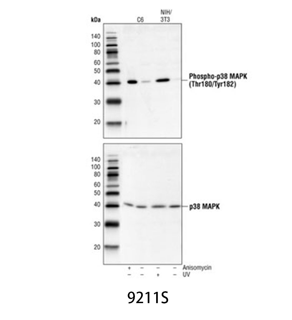 Phospho-p38 MAPK (Thr180/Tyr182) Antibody