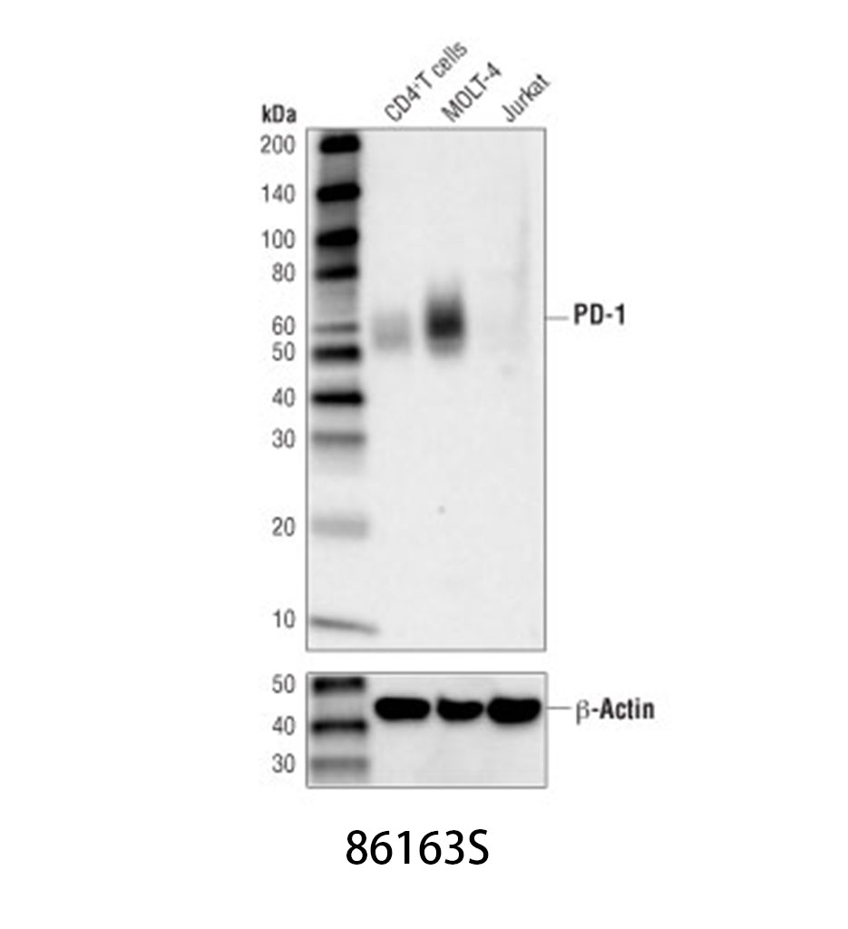 PD-1 (D4W2J) XP Rabbit mAb