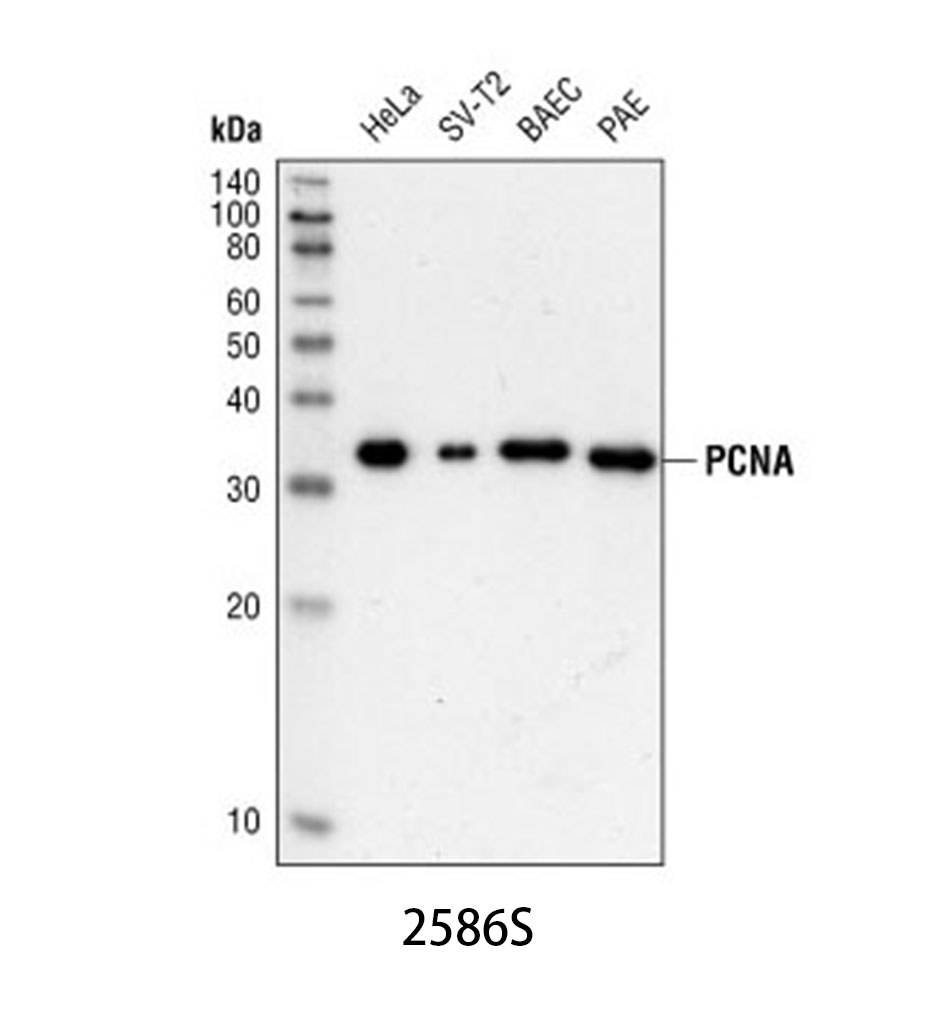 PCNA (PC10) Mouse mAb