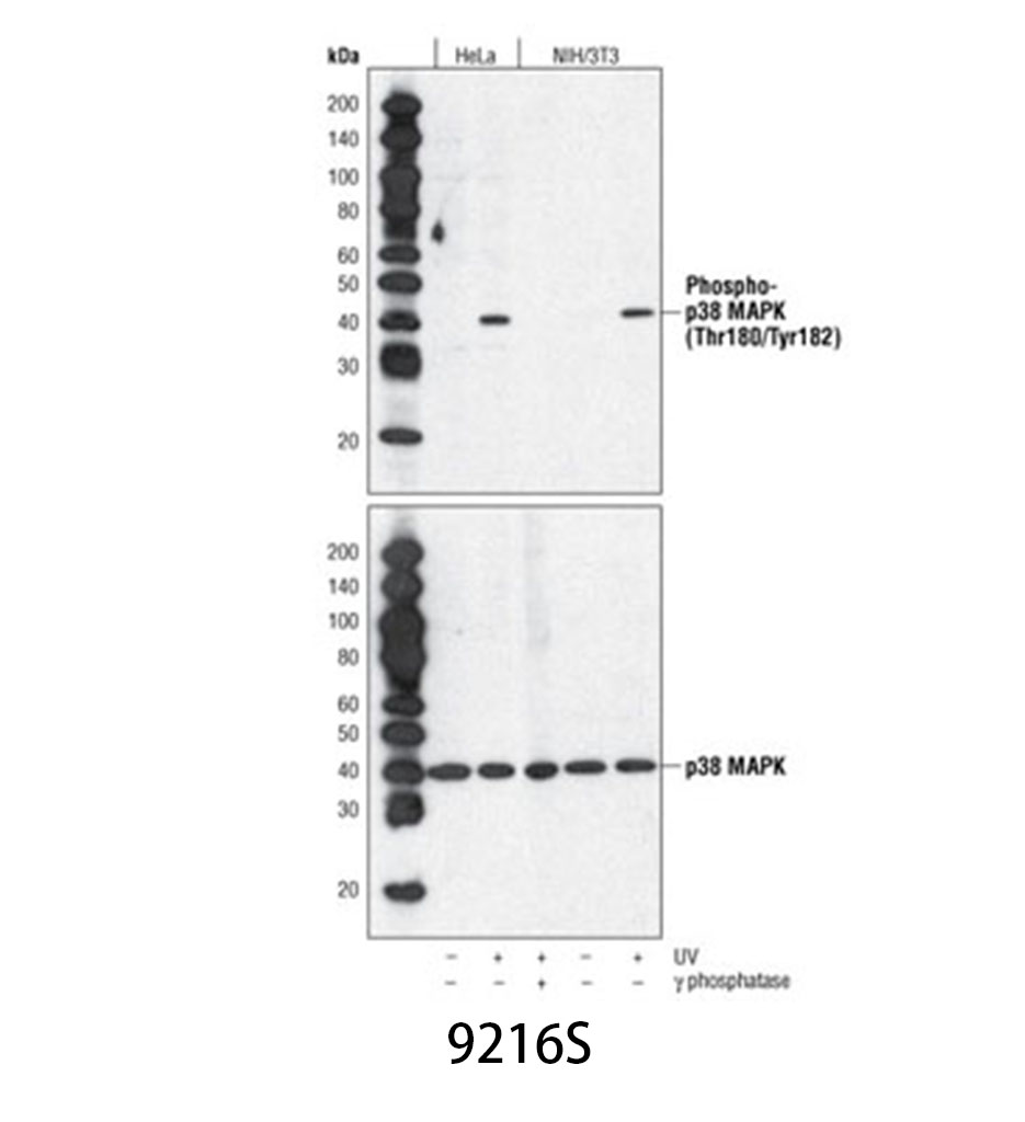 Phospho-p38 MAPK (Thr180/Tyr182) (28B10) Mouse mAb