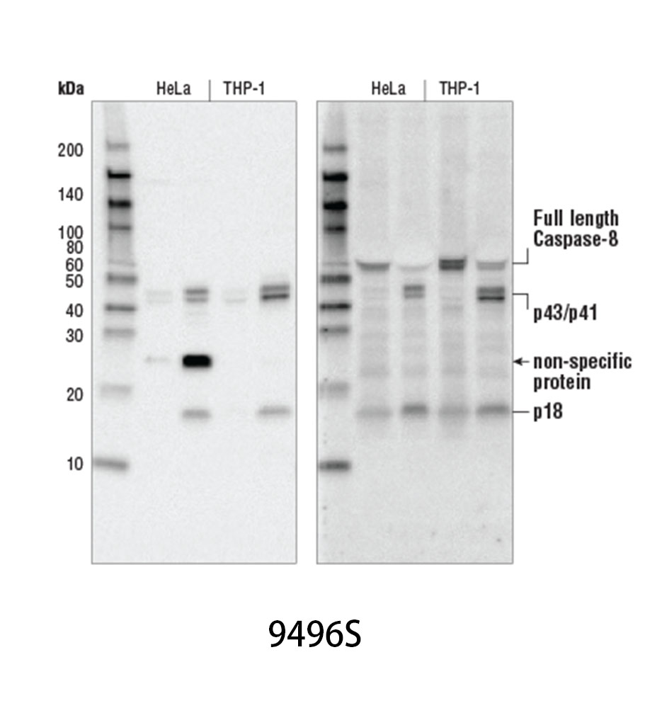 Cleaved Caspase-8 (Asp391) (18C8) Rabbit mAb