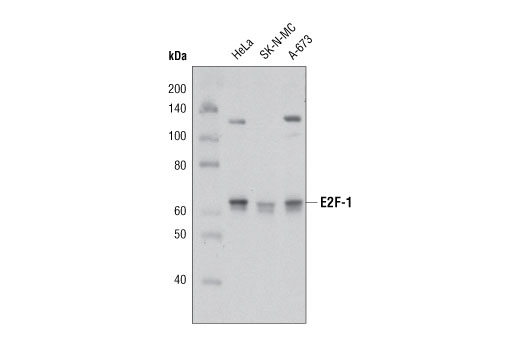 E2F-1 Antibody