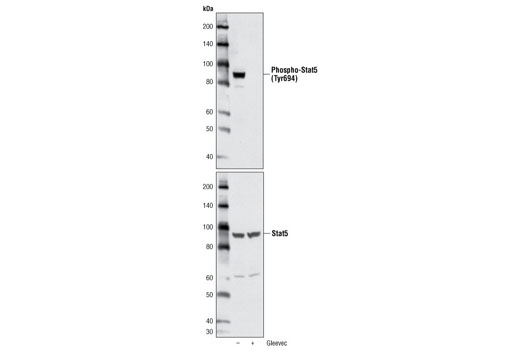 Phospho-Stat5 (Tyr694) (C71E5) Rabbit mAb
