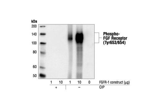 Phospho-FGF Receptor (Tyr653/654) (55H2) Mouse mAb