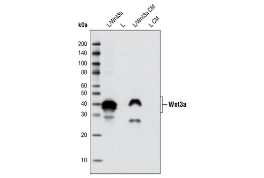 Wnt3a (C64F2) Rabbit mAb
