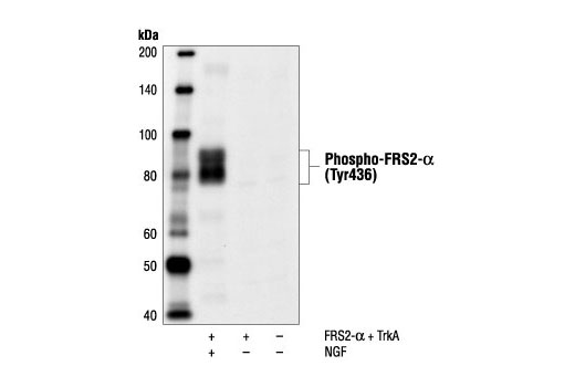 Phospho-FRS2-α (Tyr436) Antibody