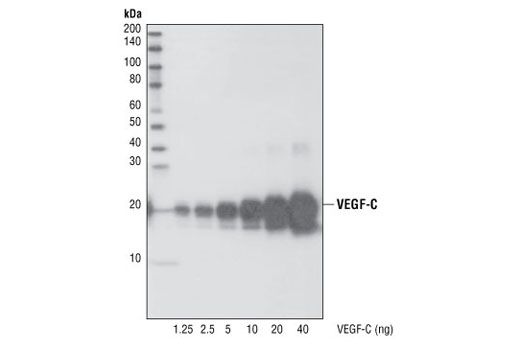 VEGF-C Antibody