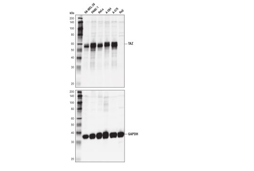 TAZ (D3I6D) Rabbit mAb