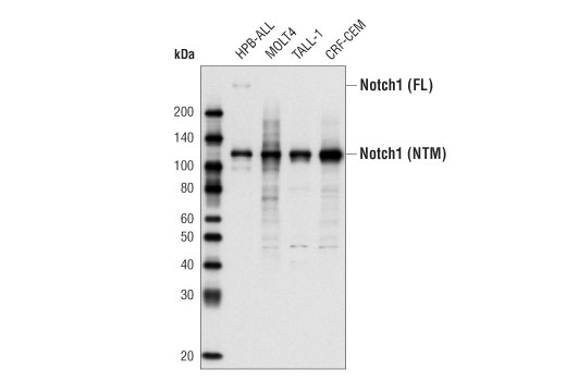 Notch Isoform Antibody Sampler Kit