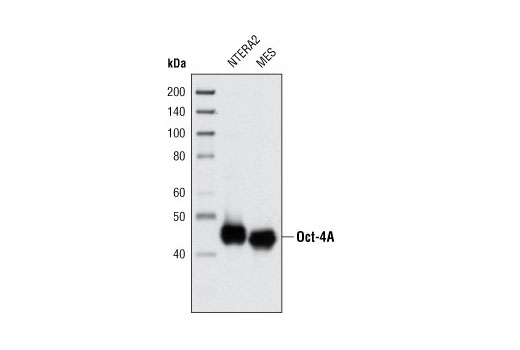 StemLight Pluripotency Transcription Factor Antibody Kit