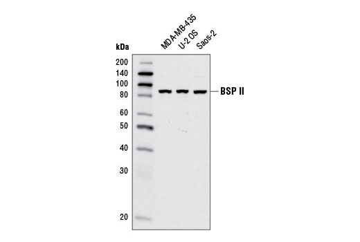 BSP II Antibody