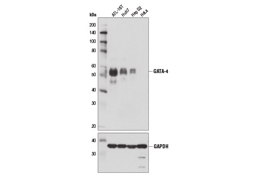 GATA-4 (D3A3M) Rabbit mAb