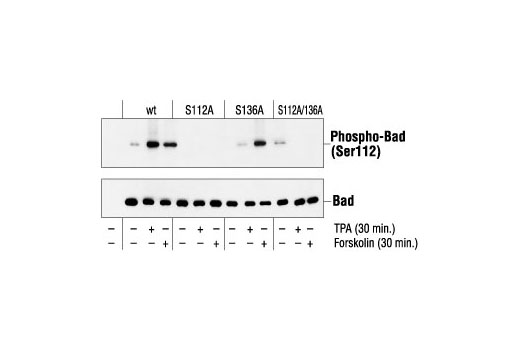 Phospho-Bad (Ser112) Antibody