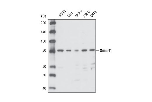 Smurf1 Antibody