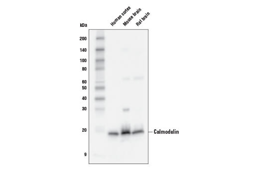 Calmodulin (D1F7J) Rabbit mAb