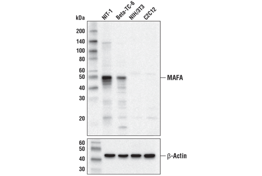 MAFA (D2Z6N) Rabbit mAb