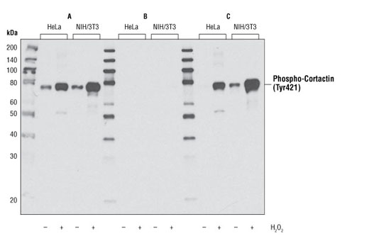 Phospho-Cortactin (Tyr421) Antibody