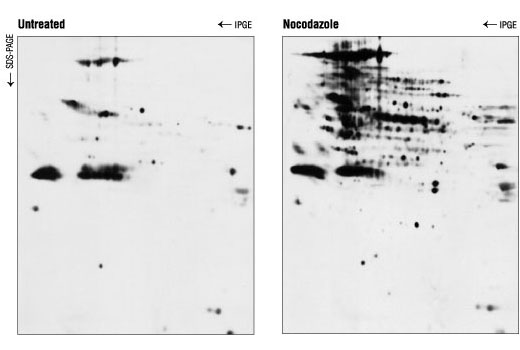 Phospho-Threonine-Proline Mouse mAb (P-Thr-Pro-101)