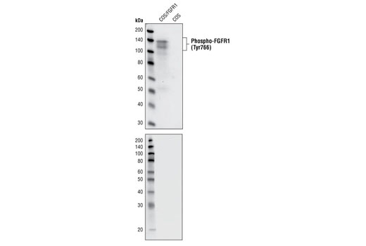 Phospho-FGF Receptor 1 (Tyr766) (1E5) Rabbit mAb