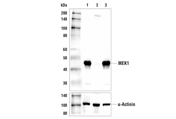 MEK1 (61B12) Mouse mAb