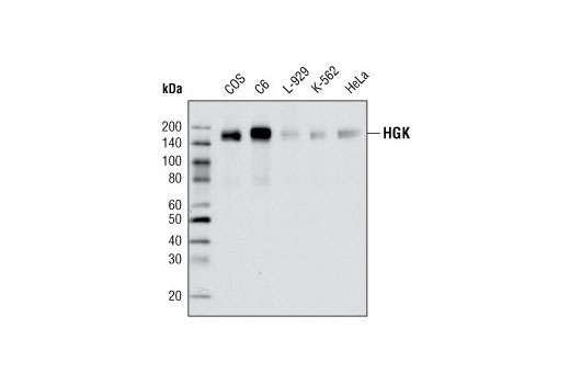 HGK Antibody