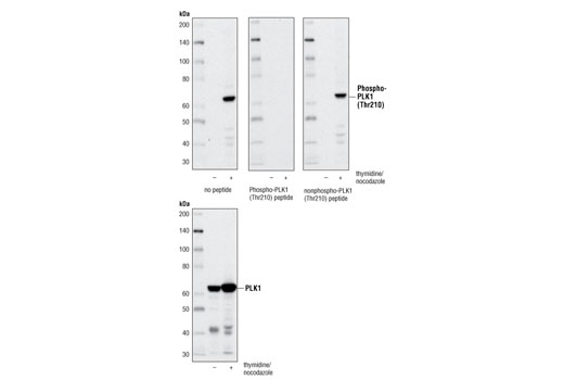 Phospho-PLK1 (Thr210) Antibody