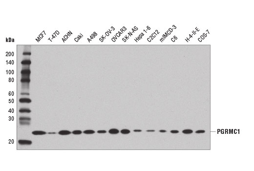 PGRMC1 (D6M5M) XP Rabbit mAb