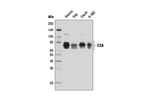 E2A (D2B1) Rabbit mAb