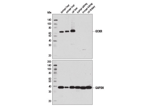 GCKR (D1W9P) Rabbit mAb