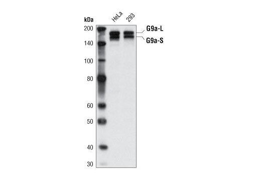 G9a/EHMT2 (C6H3) Rabbit mAb