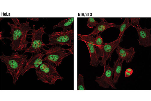 Tri-Methyl-Histone H3 (Lys27) (C36B11) Rabbit mAb (Alexa Fluor 488 Conjugate)