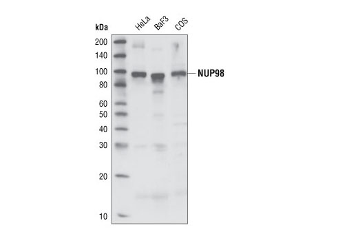 NUP98 (C37G10) Rabbit mAb