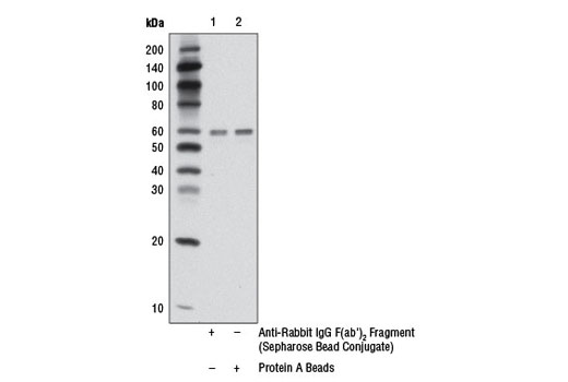 Anti-rabbit IgG F(ab')<sub>2</sub> Fragment (Sepharose Bead Conjugate)