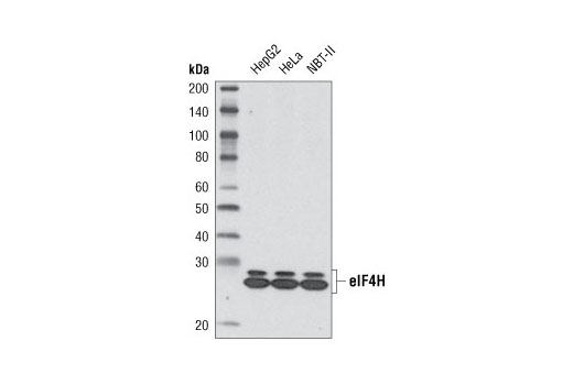 eIF4H (D85F2) XP Rabbit mAb