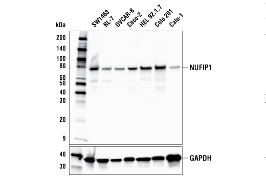 NUFIP1 Antibody