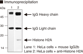 Anti-Histone H2A mAb