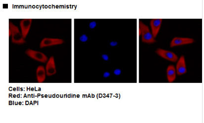 Anti-Pseudouridine mAb