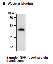 Anti-GFP (Green Fluorescent Protein) mAb