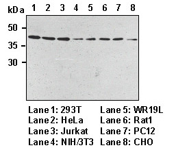 Anti-Atg3 mAb