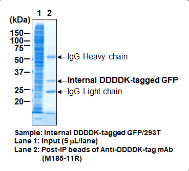 Anti-DDDDK-tag mAb-Magnetic Beads
