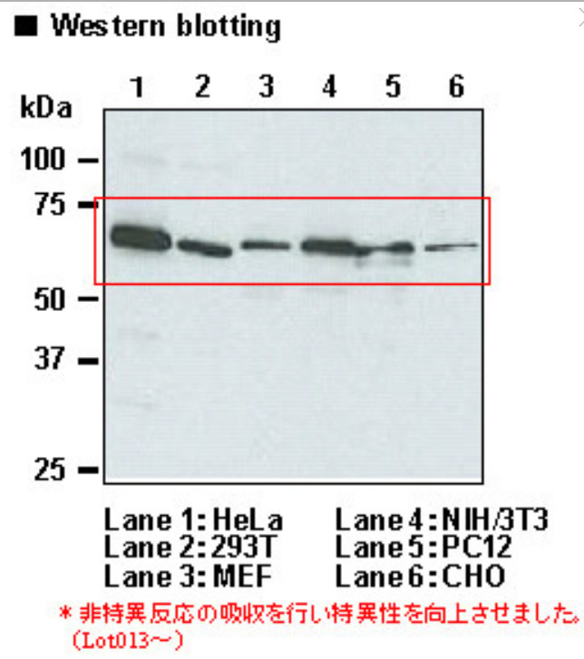 Anti-p62 (SQSTM1) pAb