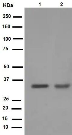 Anti-Cyclin D1 antibody [EPR2241]