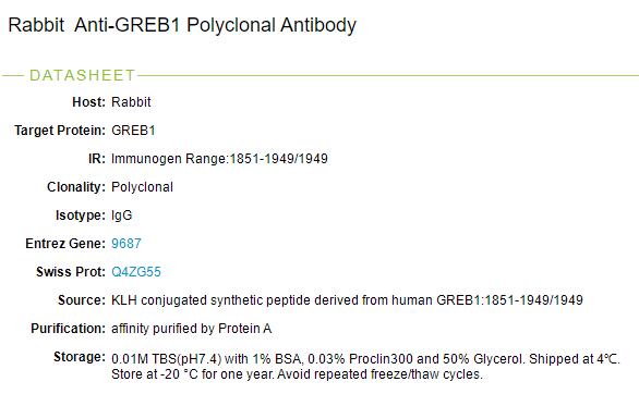 乳腺癌雌激素调控蛋白GREB1抗体