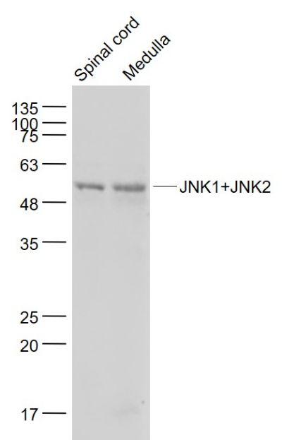 氨基末端激酶1/2抗体