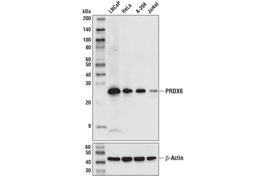 PRDX6 (D9J9H) Rabbit mAb