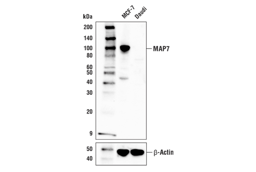 MAP7 Antibody