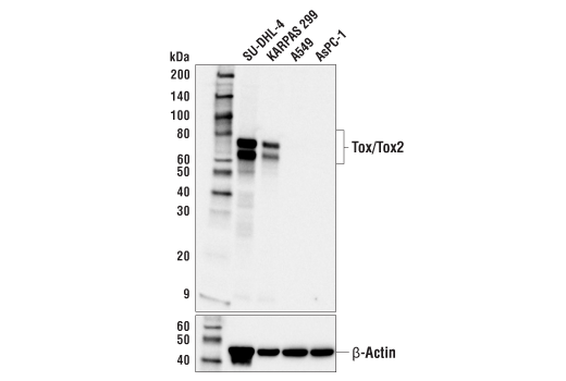 Tox/Tox2 (E6G5O) Rabbit mAb