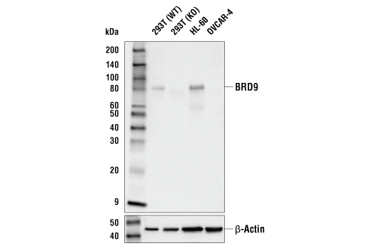 BRD9 (E9R2I) Rabbit mAb