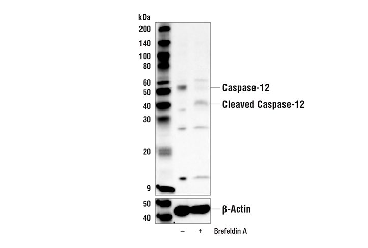 Caspase-12 Antibody